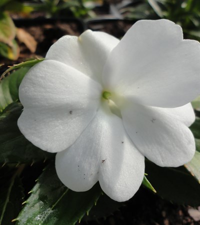New Guinea Impatiens SunPatiens® Compact White